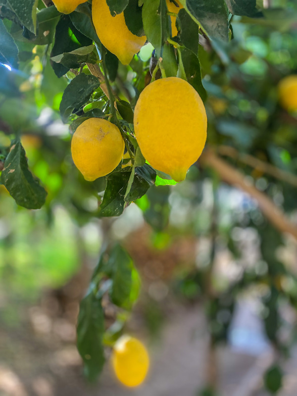 citroenen amalfikust