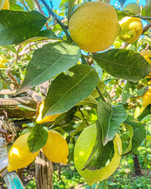 citroenen amalfikust minori agricola ruoccos